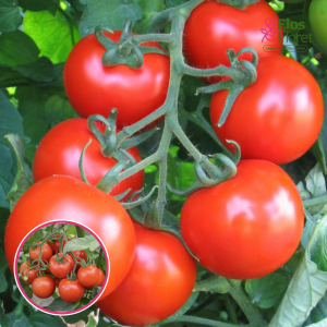 Tomāti - lauka Bobcat F1. SĒKLAS _10s