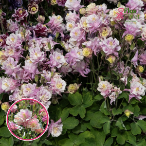 Parastā ozolīte - Winky Double Rose & White