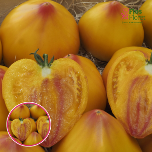 Tomāti - Gourmansun F1. SĒKLAS _5s