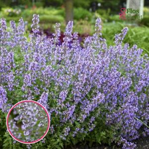 Kaķumētras kalnumētra - Marvelette Blue