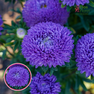 Ķīnas astere - Syringa Lilac . SĒKLAS _25s