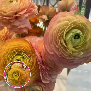 Z24. Āzijas gundegas - ELEGANCE® 'Pastello'