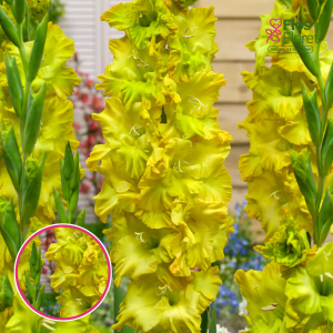 S16. Gladiolas - Blitz