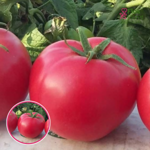 Tomāti -  Lauku aveņu Hapynet F1. SĒKLAS _10s