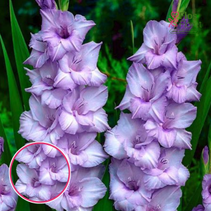 S17. Gladiolas - Blue Tropic