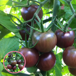 Tomāti - Black Cherry. SĒKLAS _10s