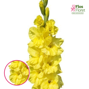 S18. Gladiolas - Bra Val