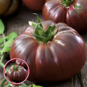 Tomāti -  Noire de Crimee. SĒKLAS _10s