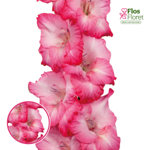 S19. Gladiolas - Cantate