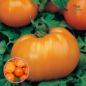 Tomāti - Orange Queen. SĒKLAS _10s