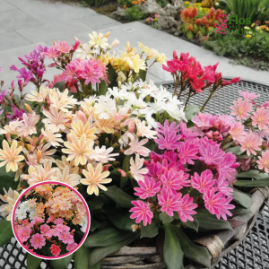 Kauslapu levīzija - Elise Mix