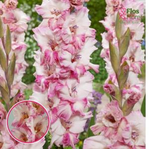 S20. Gladiolas - Cherry Candy