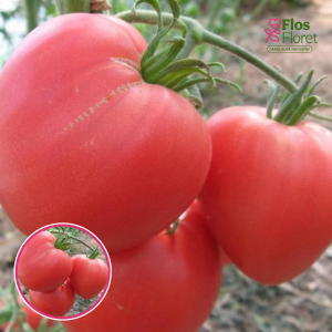 Tomāti - Lauku Oxheart (pink). SĒKLAS _10s