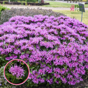 Dvīņziedu monarda - Bee-Mine™ Lavender