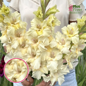 S21. Gladiolas - Dreamy Creamy
