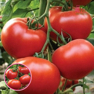Tomāti - Tolstoi F1. SĒKLAS _10s
