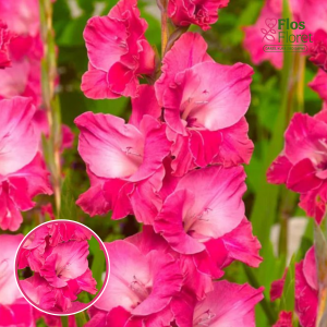 S22. Gladiolas - Fairytale Pink