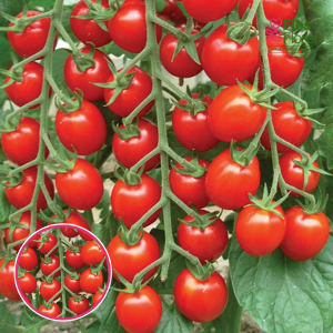 Tomāti - Sweet Million F1. SĒKLAS _10s
