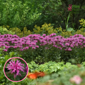 Dvīņziedu monarda - Bee-Mine™ Pink