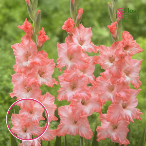 S23. Gladiolas - Flevo Fusion