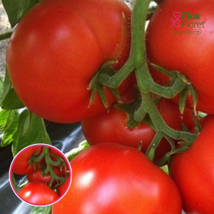 Tomāti - Lauka / Maracana F1. SĒKLAS _10s