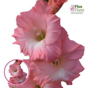 S24. Gladiolas - Flevo Grace