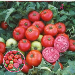 Tomāti - Lauka / Torquay F1. SĒKLAS _10s