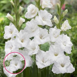 S25. Gladiolas - Flevo Snow
