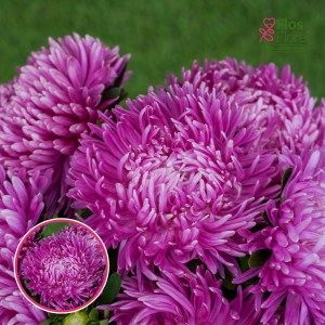 Ķīnas astere - Syringa Lilac Rose. SĒKLAS _25s