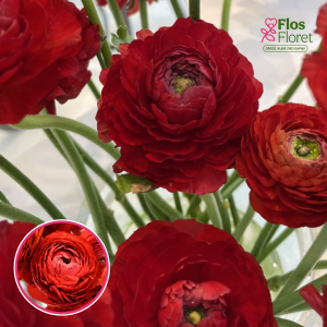 Z25. Āzijas gundegas - ELEGANCE® 'Rosso'