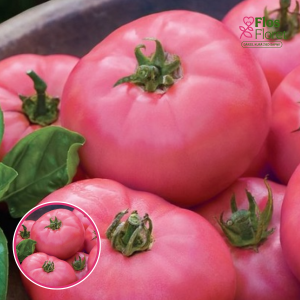 Tomāti - Faworyt. SĒKLAS _10s