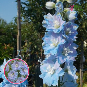 Augstā delfīnija - Excalibur Light Blue White Bee