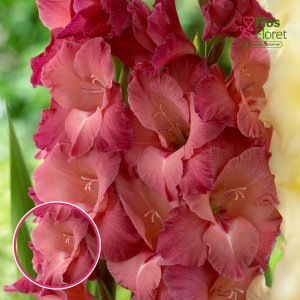 S27. Gladiolas - Indian Summer