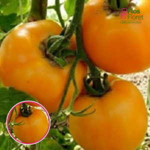 Tomāti - Jantar. SĒKLAS _10s