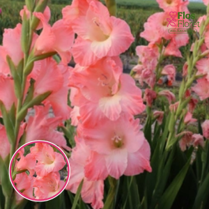 S28. Gladiolas - Karma