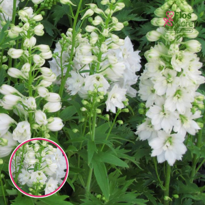 Augstā delfīnija - Excalibur Pure White