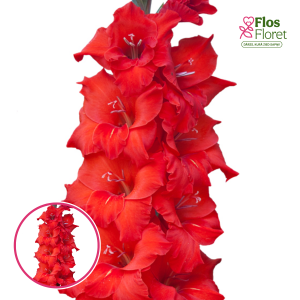 S32. Gladiolas - Magma