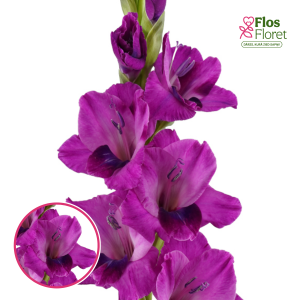 S34. Gladiolas - Mystic Magenta