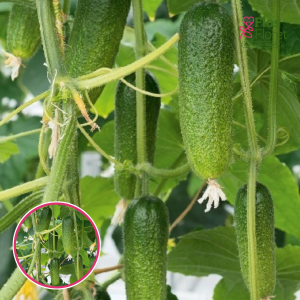 Gurķi - Adam F1. SĒKLAS _10s