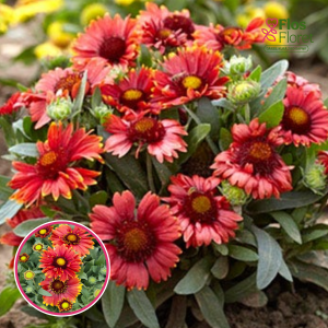 Akotainā gailardija - Arizona Red Shades