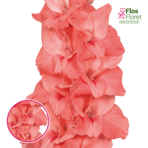S35. Gladiolas - New Release