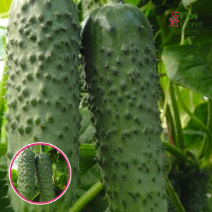 Gurķi -  Amour F1. SĒKLAS _10s