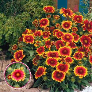 Akotainā gailardija - Arizona Sun