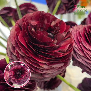 Z26. Āzijas gundegas - ELEGANCE® 'Viola'