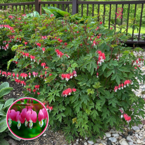 Lauztā sirds - Dicentra spectabilis
