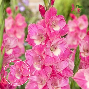 S37. Gladiolas - Pink Parrot