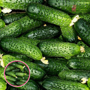 Gurķi - Mirabelle F1. SĒKLAS _10s