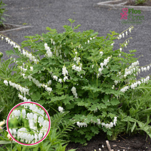 Lauztā sirds - Dicentra spectabilis Alba