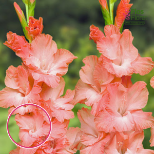S38. Gladiolas - Princess Lee