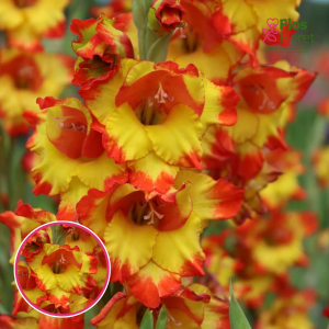 S39. Gladiolas - Prinses Margaret Rose